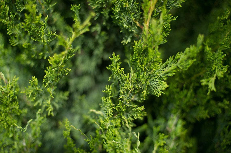 Spartan Juniper - Juniperus Chinensis - Live inch Container Trees - Evergreen Privacy Screening Plants