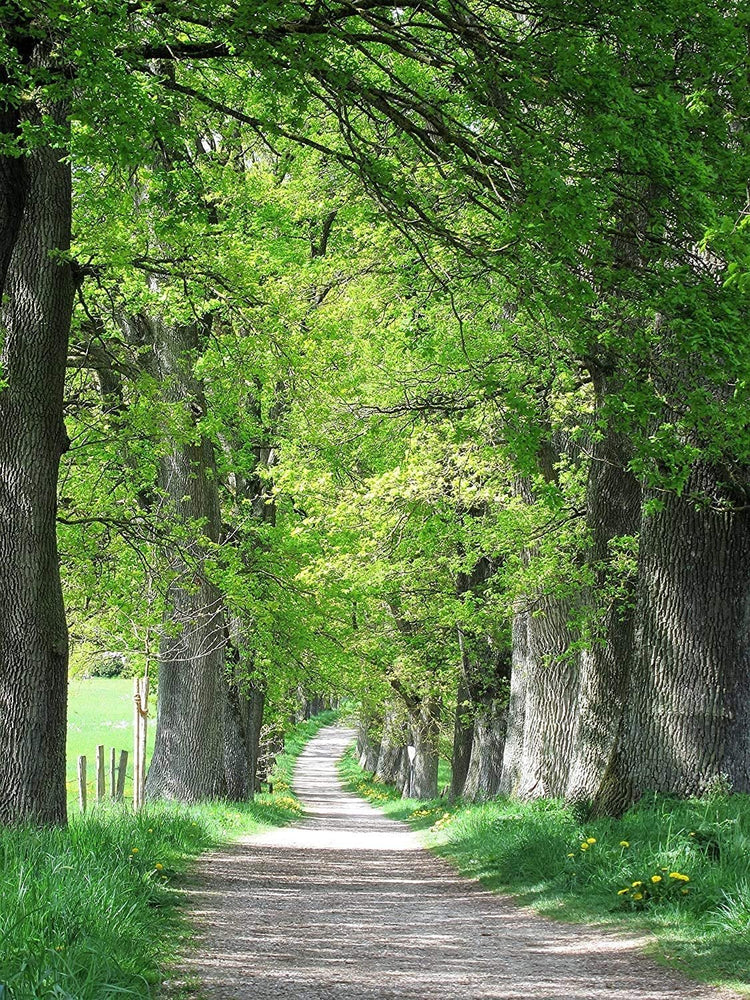 Laurel Oak Tree | Quercus Laurifolia Swamp Oak | Live Plants | Semi-Evergreen Deciduous Shade Tree