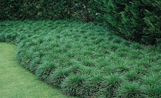 Mondo Grass Ophiopogon Japonicus | Large Quart Size Plants | Live Shade Loving Evergreen Groundcover Plants