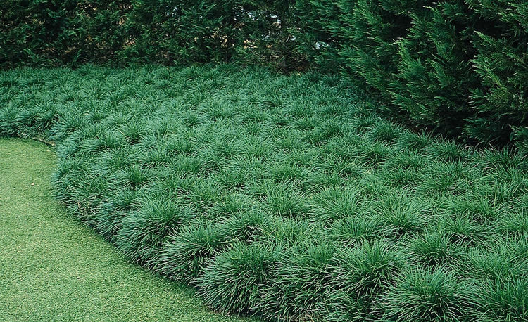 Mondo Grass Ophiopogon Japonicus | Large Quart Size Plants | Live Shade Loving Evergreen Groundcover Plants