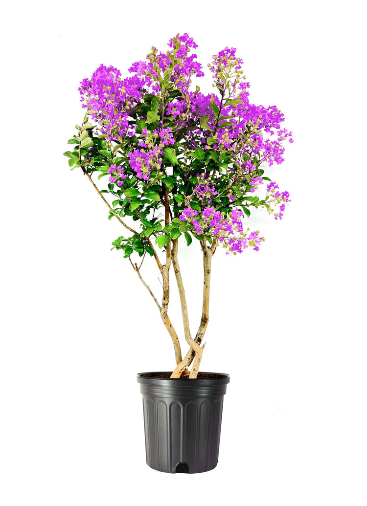 Crape Myrtle Twilight | Extra Large Gallon Plants | Lagerstroemia Indica 'Twilight' | Vibrant Blooms | Drought Tolerant