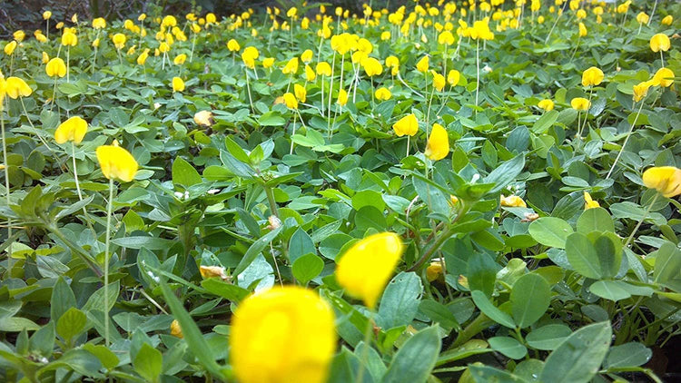 Ornamental Peanut Grass | Live Plants | Arachis Glabrata | Drought Tolerant Low Maintenance Turf Groundcover