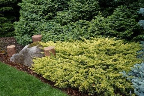 Lime Glow Juniper - Live Plants - Juniperus Horizontalis - Hardy Evergreen Ground Cover