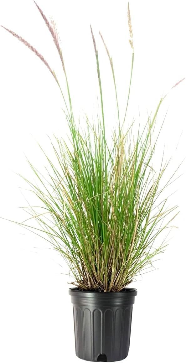 White Fountain Grass | Large Gallon Size Plants | Pennisetum Alopecuroides | Low Maintenance Blooming Ornamental Grass