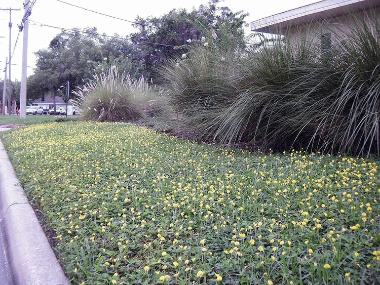 Ornamental Peanut Grass | Live Plants | Arachis Glabrata | Drought Tolerant Low Maintenance Turf Groundcover