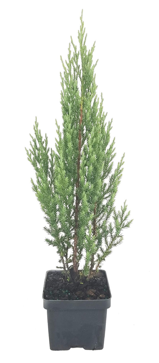 Blue Point Juniper - Live Inch Pot - Juniperus Chinensis - Evergreen Screening Tree