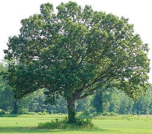 Swamp Chestnut Oak Tree | Live Seedlings | Quercus Michauxii | Perfect for Natural Landscapes | Hardy & Long-Lived