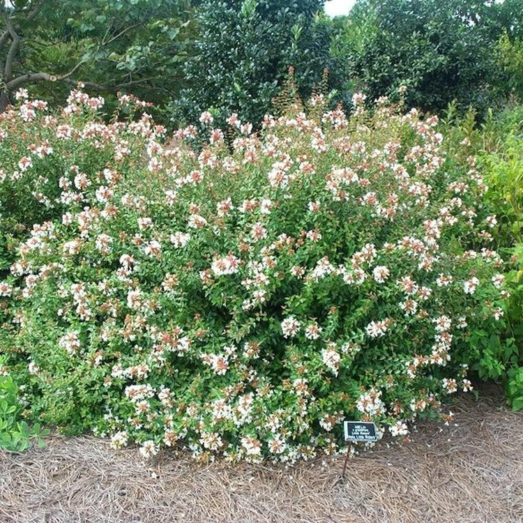 Abelia Chinensis Rose Creek | Large Gallon Size Plants | Flowering Butterfly Attracting Ornamental Shrub