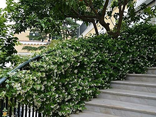 Star Confederate Jasmine I Large Gallon Size Plants I Trachelospermum Jasminoides I Live Fragrant White Star-Shaped Flowers, Perfect for Trellises, Fences, and Arbors