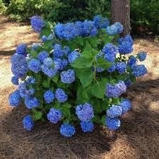 Hydrangea Nikko Blue | Extra Large 3 Gallon Plants | Hydrangea macrophylla | Vibrant Bloom Color | Garden Favorite