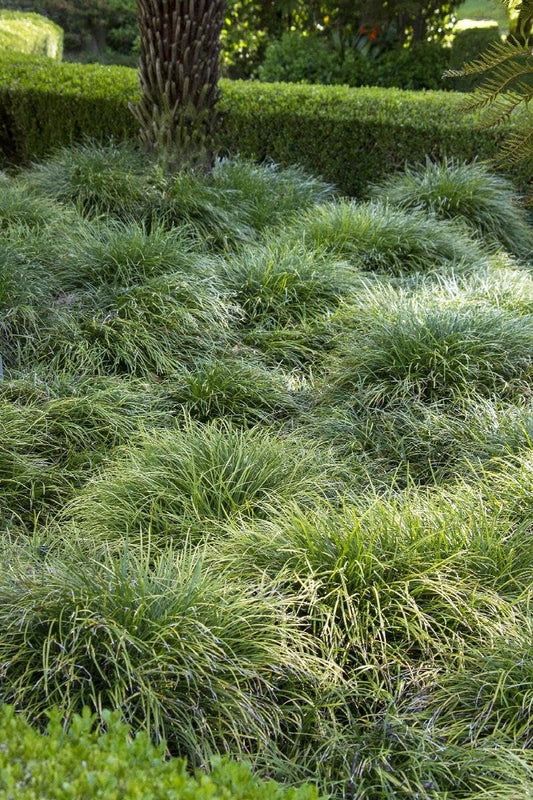 Mondo Grass I Large Gallon Size Plants I Ophiopogon Japonicus I Live Dense, Evergreen Ground Cover Plant, Ideal for Edging, Borders, and Ornamental Landscaping, Easy to Care