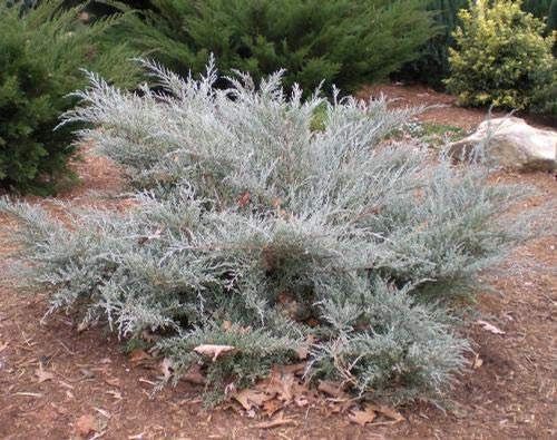 Juniper Angelica Blue - Live Plants - Juniperus Chinensis - Drought Tolerant Cold Hardy Evergreen