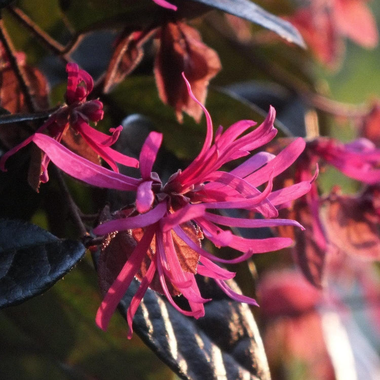 Loropetalum Carolina Midnight | Extra Large 3 Gallon Plant | Botanical Name: Loropetalum Chinense | Low Maintenance | Fast Growing