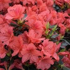 Azalea Fashion | Extra Large Gallon Plants | Vibrant, Healthy, & Blooming, Perfect for Indoor/Outdoor Decor, Easy-Care Flowering Shrub, Ideal Gift for Garden Enthusiasts