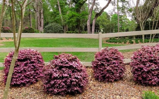 Loropetalum Ruby | Extra Large Gallon Plants | Loropetalum Chinense 'Ruby' | Vibrant Garden Addition | Easy-Grow Foliage