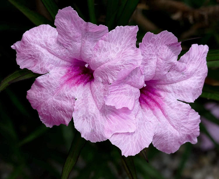 Dwarf Mexican Petunia Pink | Katie's Dwarf Ruellia Brittoniana | Live Plants | Drought Tolerant Blooming Butterfly Bush