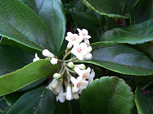 Viburnum Suspensum - Live Plants - Evergreen Privacy Hedge