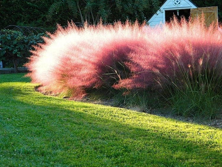 Muhly Grass | Extra Large 3 Gallon Plants | Muhlenbergia capillaris | Landscape Beautification | Garden Elegance