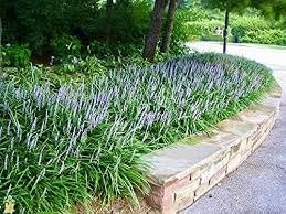 Big Blue Liriope Plants | Live 4 Inch Pots | Liriope Muscari 'Big Blue' | Hardy Ground Cover | Shade Tolerant Grass