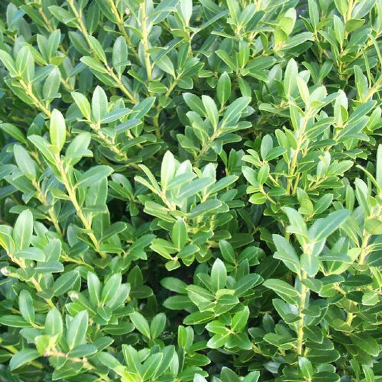 Hoogendoorn Holly Shrub I Large Gallon Size Plants I Ilex Crenata | Lustrous Evergreen for Hedging, Privacy Screens, and Decorative Accents