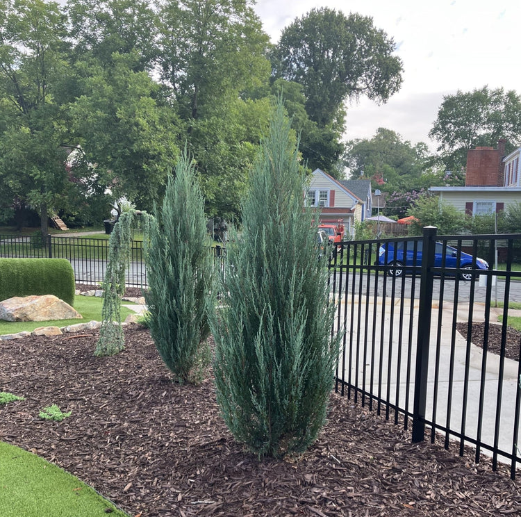 Blue Arrow Juniper | Extra Large Gallon Plant | Juniperus Scopulorum | Privacy Hedge | Upright Conifer | Durable Outdoor Plant | Landscape Enhancement