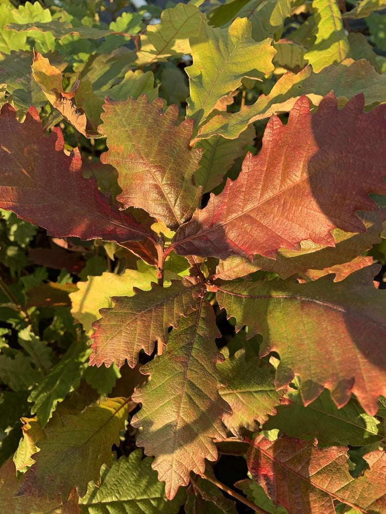 Swamp Chestnut Oak Tree | Live Seedlings | Quercus Michauxii | Perfect for Natural Landscapes | Hardy & Long-Lived