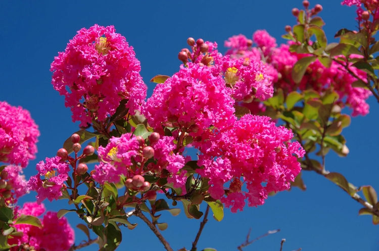 Crape Myrtle Tonto | Extra Large Gallon Plants | Lagerstroemia 'Tonto' | Hardy Fuchsia Blooms | Compact Growth