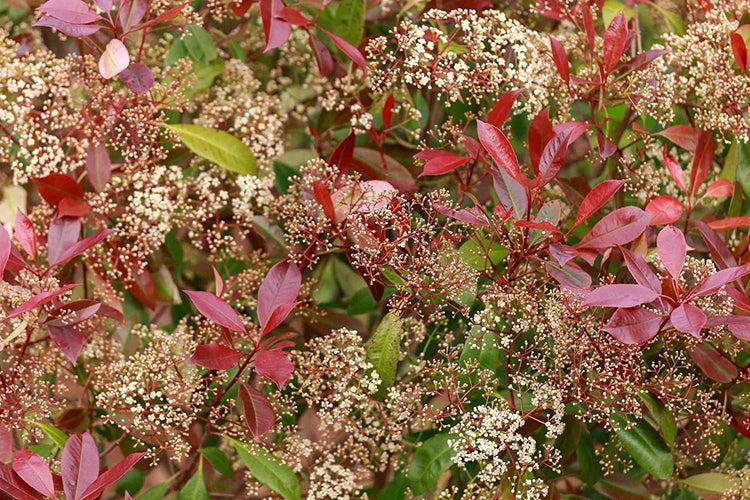 Photinia Red Tip | Extra Large Gallon Plants | Photinia x Fraseri | Evergreen Landscape Hedge Shrub