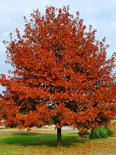 Shumard Red Oak | Live Trees | Quercus Shumardii | Drought Tolerant Weather Resistant Shade Planting