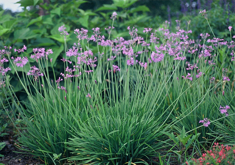 Society Garlic - Live Plants - Tulbaghia Violacea - Butterfly Attracting Flowers