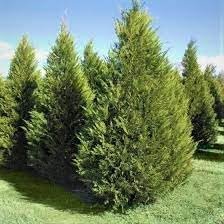 Leyland Cypress | Extra Large 3 Gallon Plants | Cupressus × leylandii