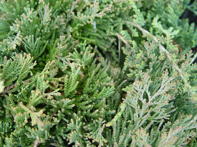 Juniper Bar Harbor - 3 Live Plants - Juniperus Horizontalis - Drought Tolerant Cold Hardy Evergreen Ground Cover