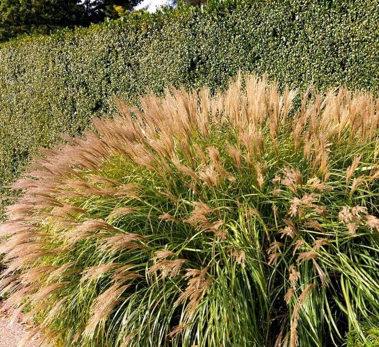 Adagio Maiden Grass | Live Quart Sized Plant | Miscanthus Sinensis | Fast Growing Cold Hardy Ornamental Plants