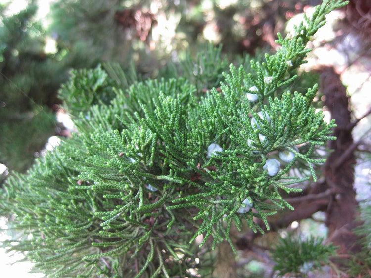 Hollywood Juniper - Juniperus Chinensis Torulosa - Live Quart Size Trees - Drought Tolerant Cold Hardy Evergreen Plant