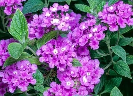 Lantana Purple I Large Gallon Size Plants I Verbenaceae Camara I Live Rich Purple Blooms, Heat and Drought Resistant, Ideal for Containers and Garden Borders (2 Plants)