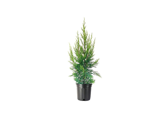 Keteleeri Juniper | Live Gallon Size Tree | Juniperus Chinensis | Drought Tolerant Cold Hardy Evergreen Plant