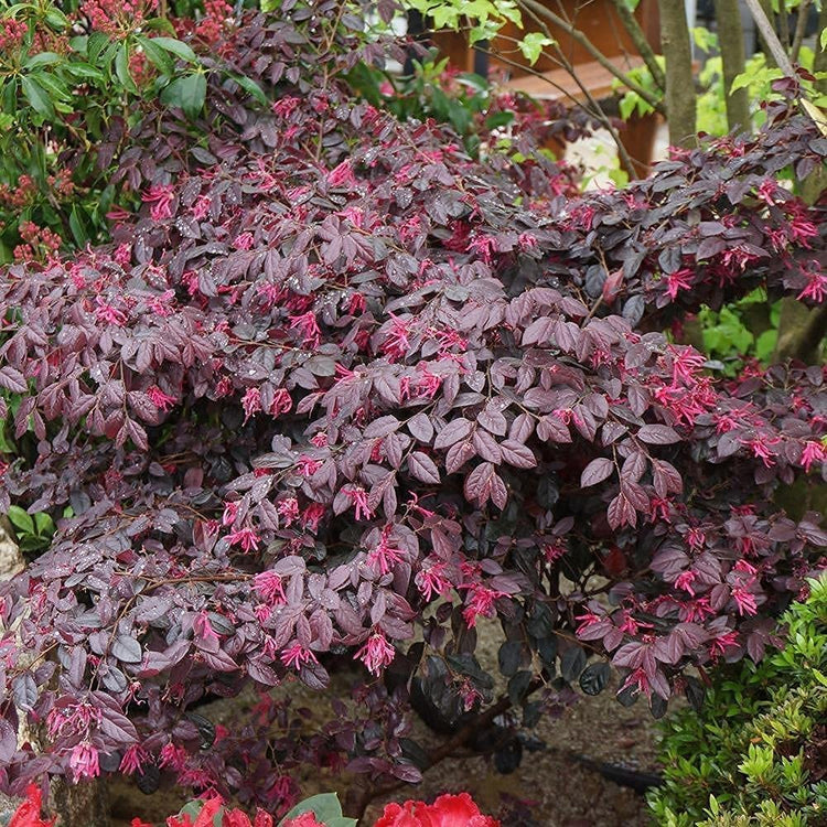 Loropetalum Carolina Midnight | Live Quart Size Plants | Chinensis Rubrum | Colorful Blooming Hedge Shrub Tree