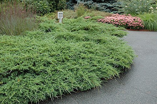 Juniper Sea Spray | Live Inch Pots | Juniperus Chinensis | Drought Tolerant Cold Hardy Evergreen Groundcover Plants