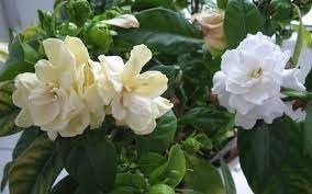 Gardenia Belmont | Extra Large 3 Gallon Plants | Gardenia Augusta 'Belmont' | Lush Blooming | Evergreen Elegance