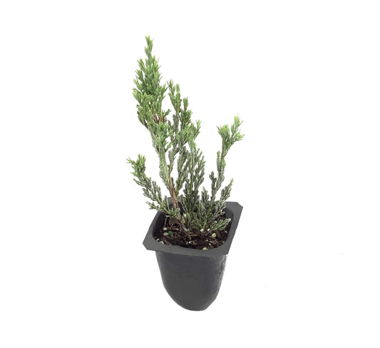 Hughes Juniper - Live Plants - Juniperus Horizontalis - Drought Tolerant Cold Hardy Evergreen Ground Cover