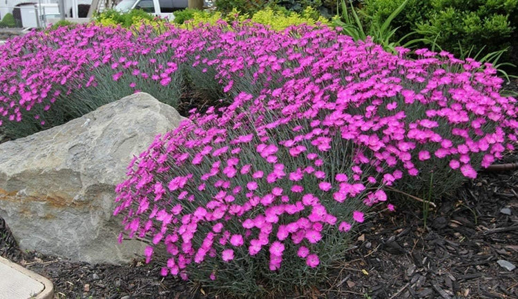 Firewitch Dianthus Plants | Live Seedlings | Dianthus Gratianopolitanus Firewitch | Perfect for Vibrant Colorful Gardens | Hardy & Fragrant