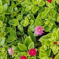 Baby Sun Rose | Live Plants | Aptenia Cordifolia | Ground Cover Succulent | Easy Care Indoor Outdoor