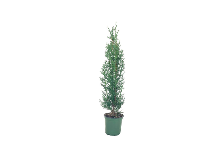 Italian Cypress Tree | Live 4 Inch Pots | Cupressus Sempervirens | Formal Elegant Mediterranean Style Plants