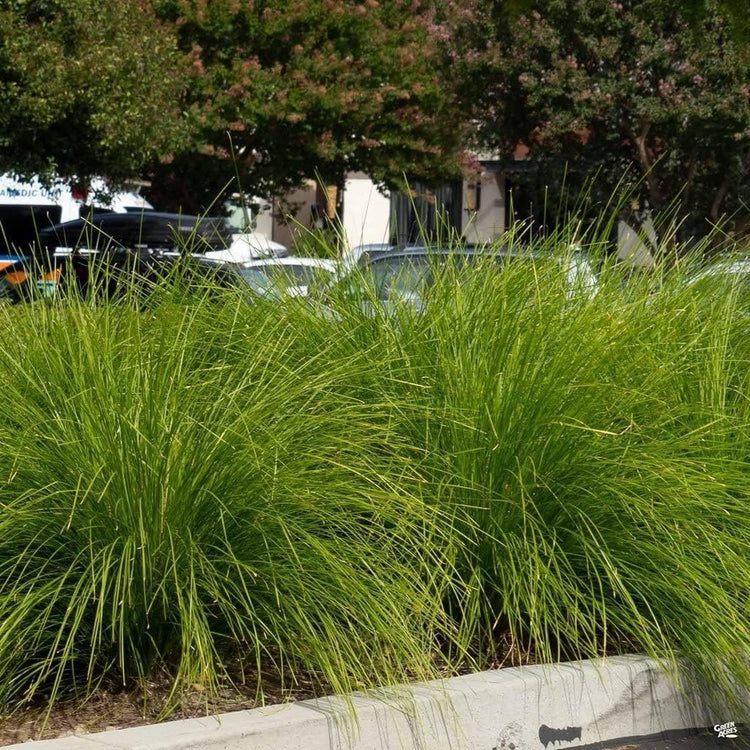 Lomandra Longifolia | Live Plants | Drought-Tolerant Ornamental Grass | Easy-Care Landscape Addition | Garden and Patio Decor