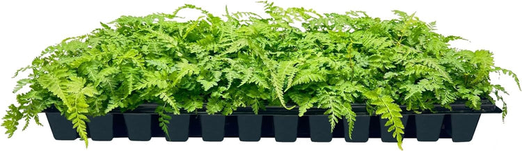 Japanese Painted Fern | Live Plants | Athyrium Niponicum | Shade Garden Essential | Lush Foliage Accent