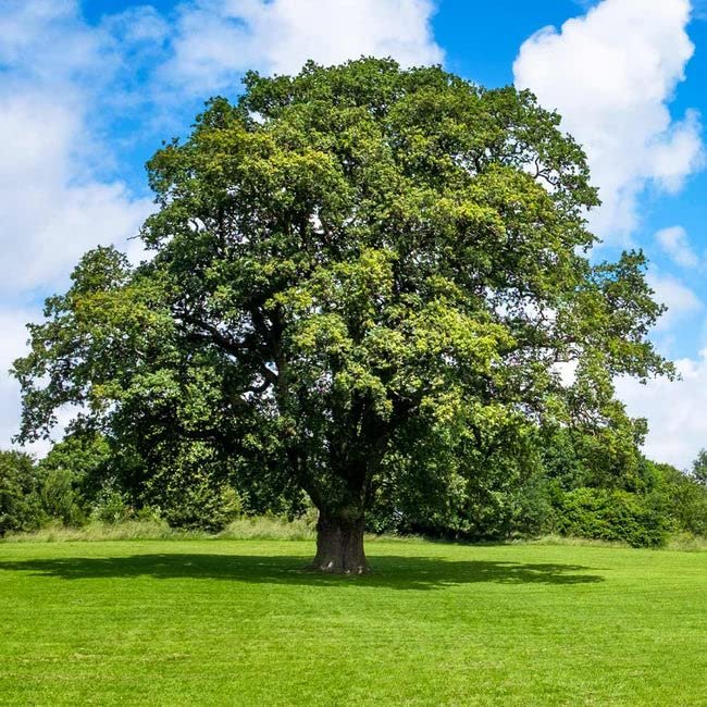 Shumard Red Oak | Live Trees | Quercus Shumardii | Drought Tolerant Weather Resistant Shade Planting