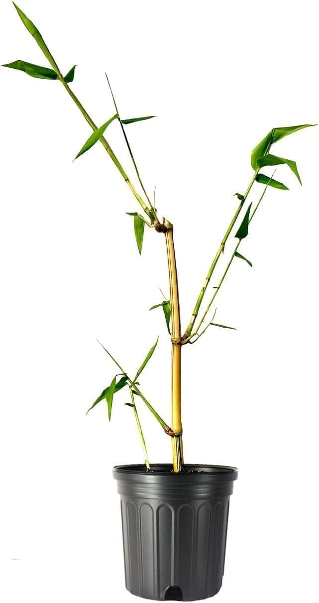 Golden Hawaiian Bamboo | Live Plants | Bambusa Vulgaris Vittata | Beautiful Rare Unique Specimen | Non-Invasive Clumping Bamboo Privacy Screen