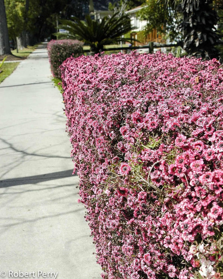 New Zealand Tea I Live Plants I Pink Flowers I Leptospermum Scoparium | Rich Aroma and Robust Flavor