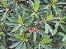 Japanese Blueberry Elaeocarpus | Extra Large 3 Gallon Plants | Elaeocarpus decipiens | Evergreen Beauty | Landscape Favorite