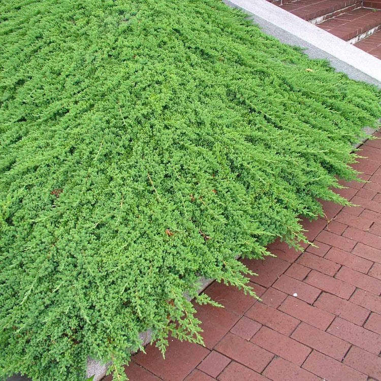 Procumbens Nana Juniper | Extra Large Gallon Plants | Lush, Low-Growing Evergreen, Ideal for Ground Cover, Bonsai, Topiary, and Landscape Design, Hardy & Drought Resistant